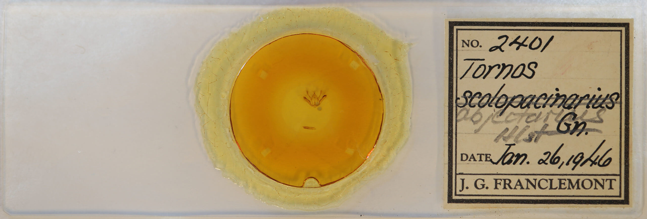 slide view of adult Tornos abjectarius