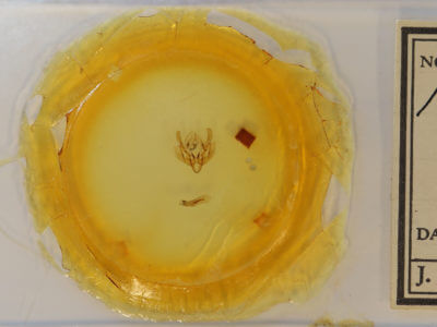 slide view of adult Leucania extincta