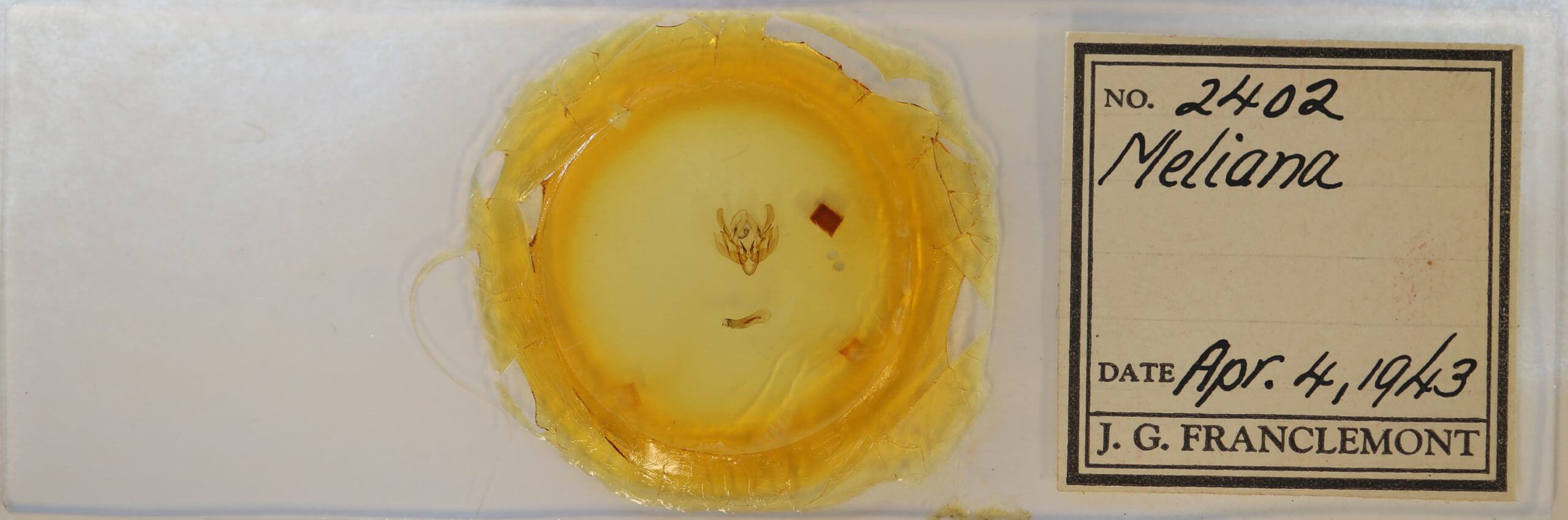 slide view of adult Leucania extincta