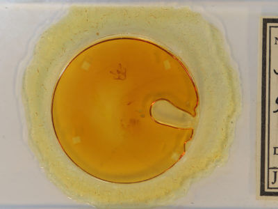 slide view of adult Digrammia gnophosaria