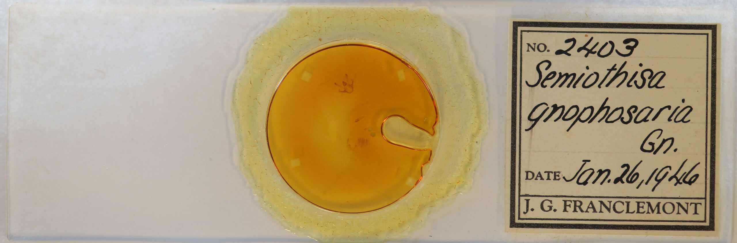 slide view of adult Digrammia gnophosaria