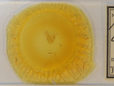 slide view of adult Melanolophia canadaria