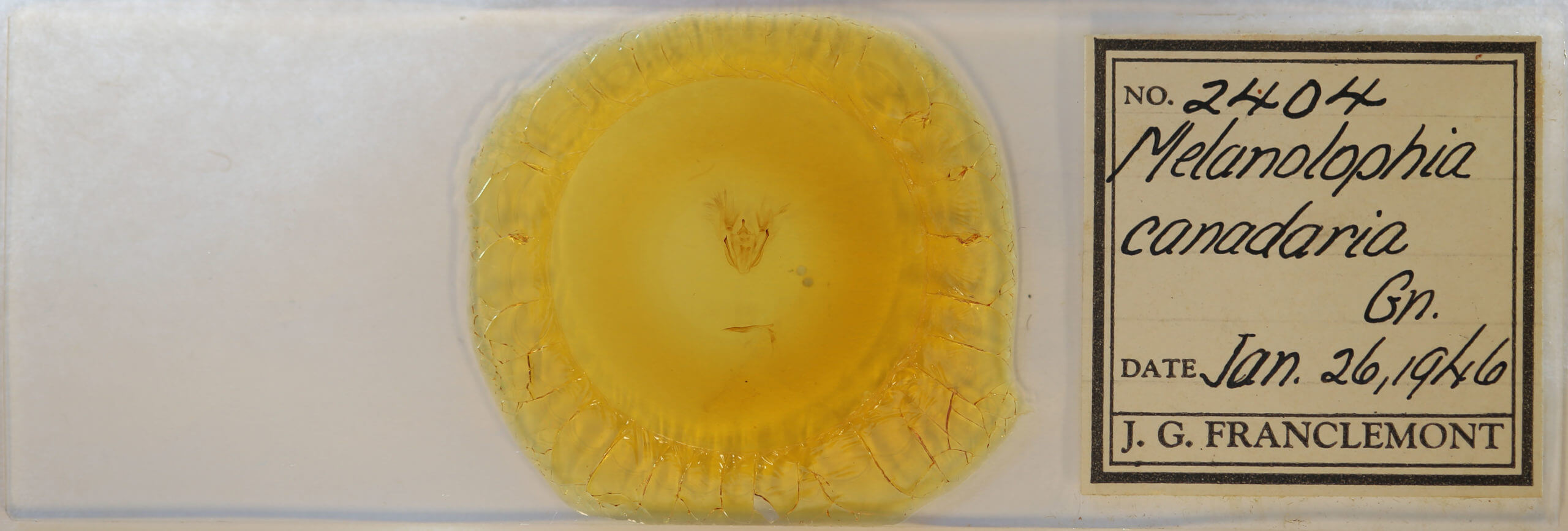 slide view of adult Melanolophia canadaria