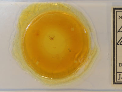 slide view of adult Eumacaria madopata