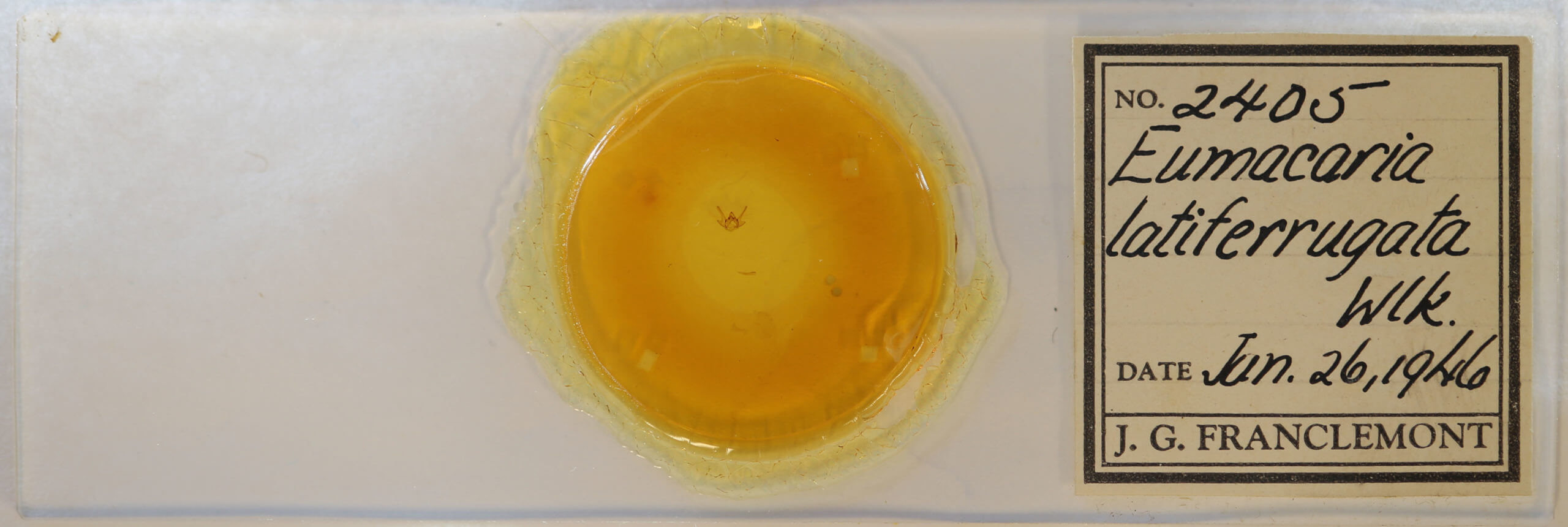 slide view of adult Eumacaria madopata