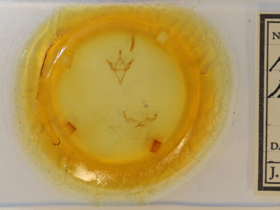 slide view of adult Hypsoropha monilis