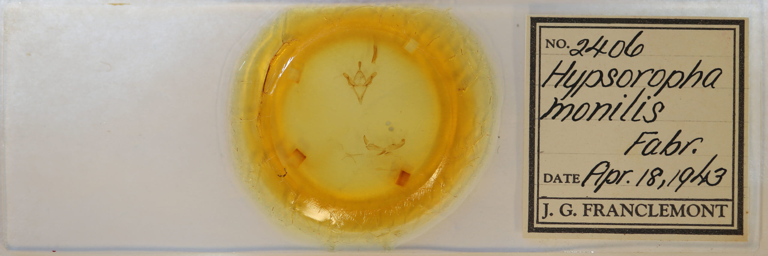 slide view of adult Hypsoropha monilis