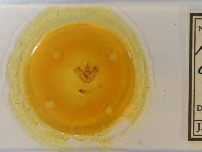 slide view of adult Eutrapela clemataria