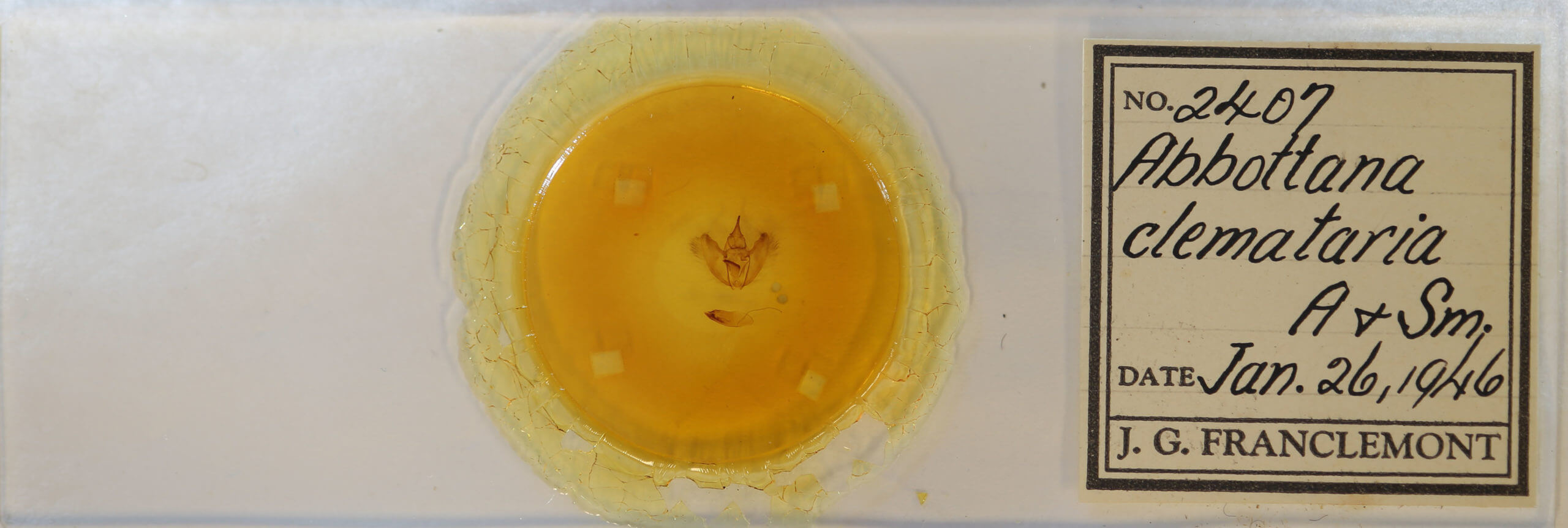 slide view of adult Eutrapela clemataria