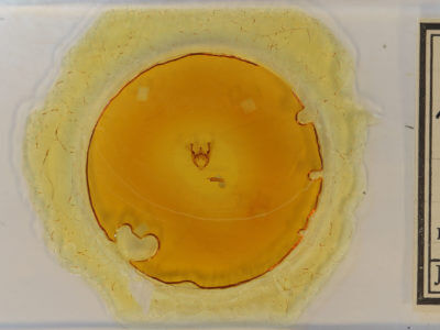 slide view of adult Phigalia titea