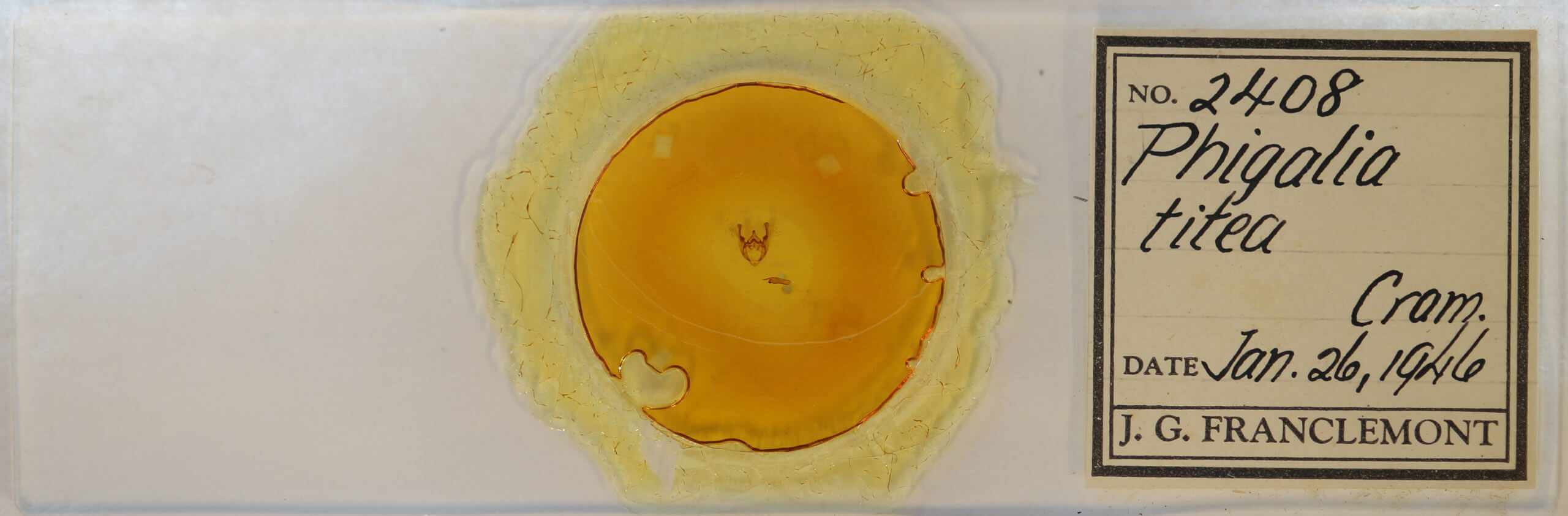 slide view of adult Phigalia titea