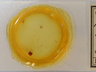 slide view of adult Orthonama obstipata