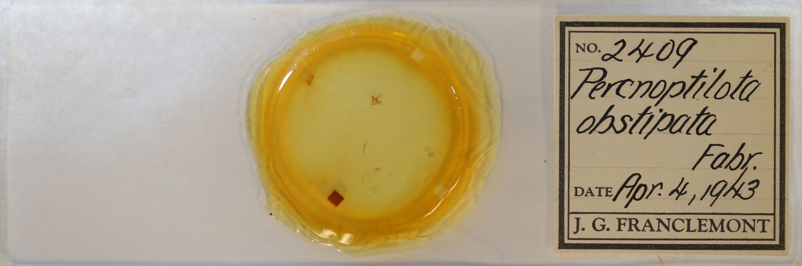 slide view of adult Orthonama obstipata