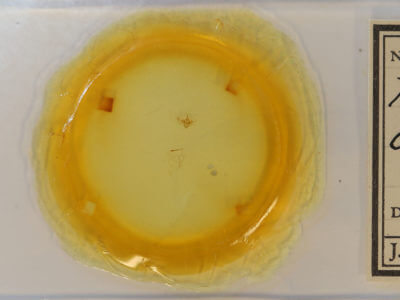 slide view of adult Orthonama obstipata