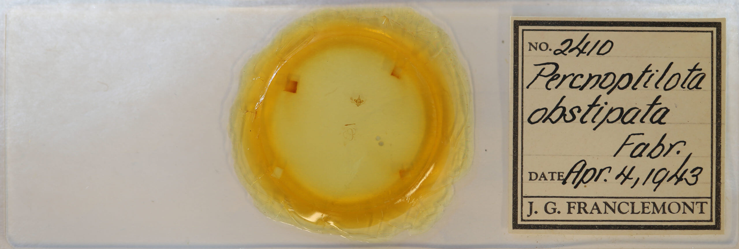 slide view of adult Orthonama obstipata