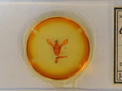 slide view of adult Cissusa spadix