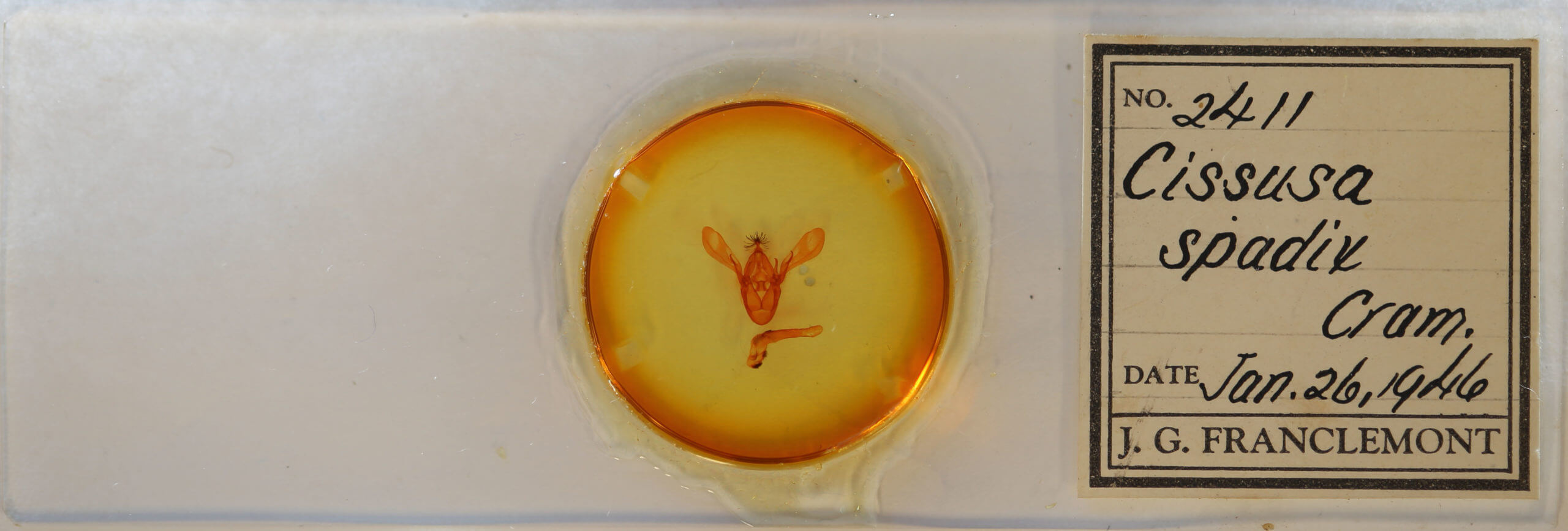 slide view of adult Cissusa spadix