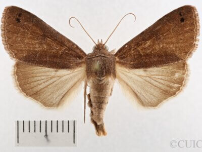 dorsal view of adult Cissusa spadix