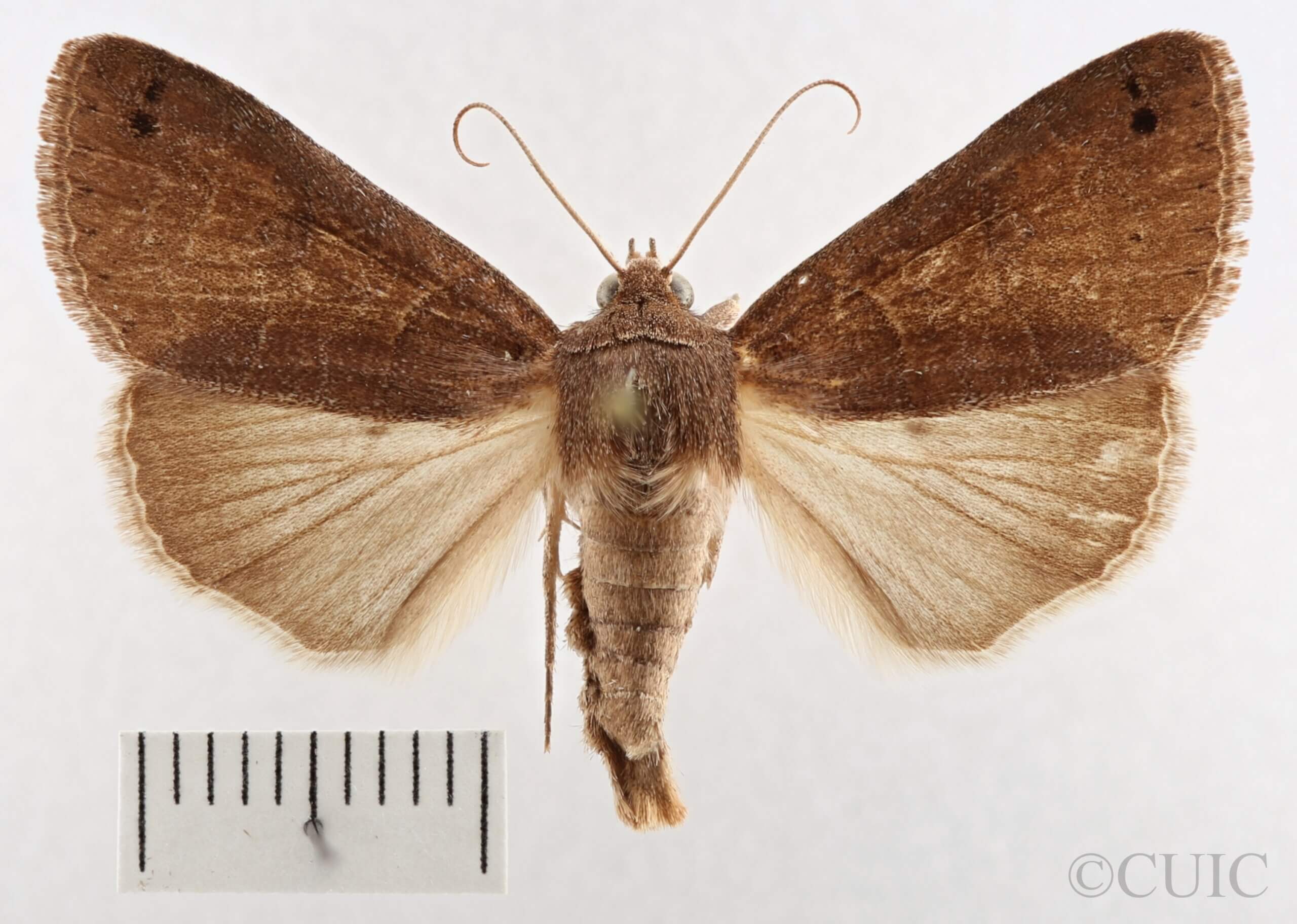 dorsal view of adult Cissusa spadix