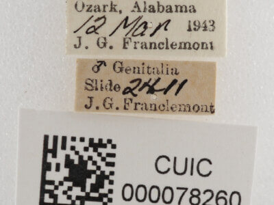 label view of adult Cissusa spadix