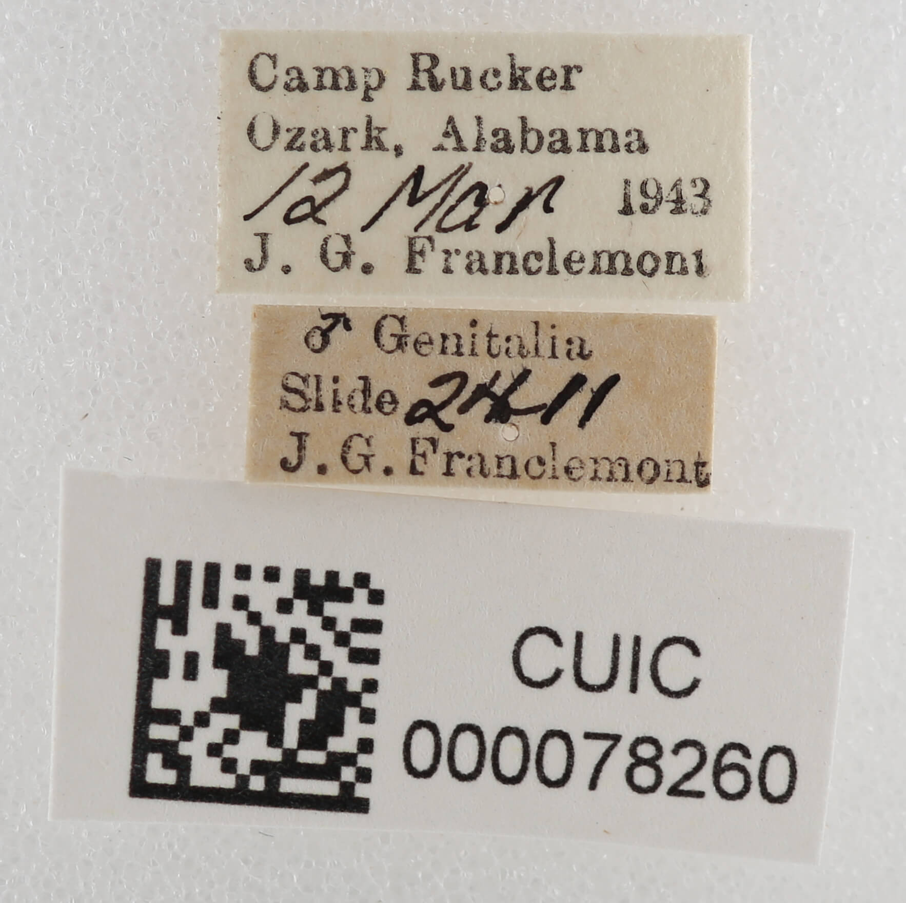 label view of adult Cissusa spadix