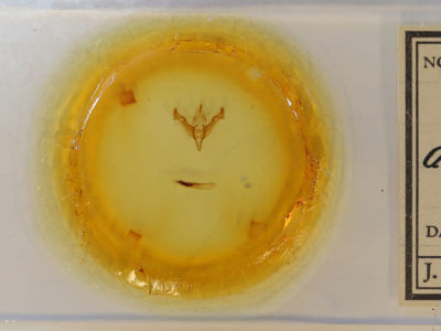 slide view of adult Egira alterans