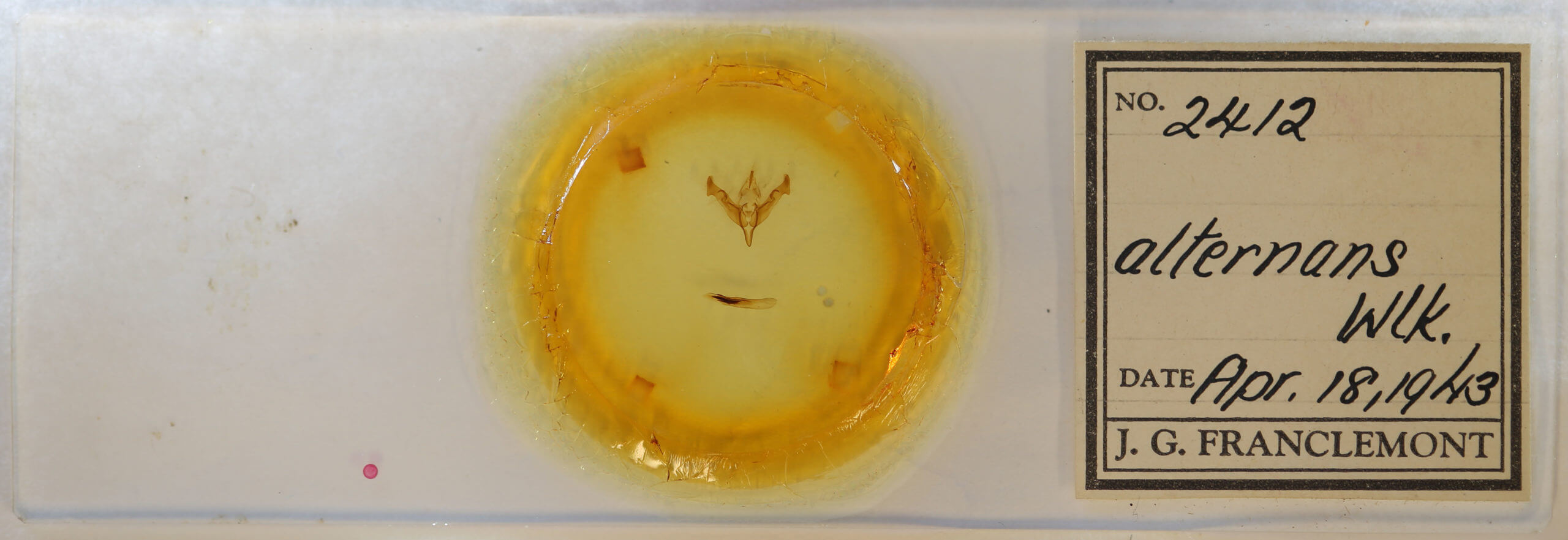 slide view of adult Egira alterans