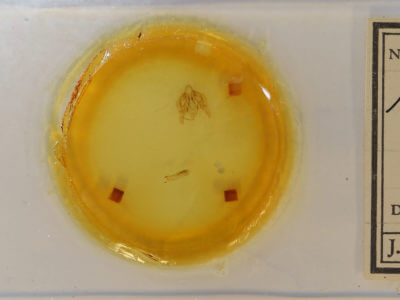 slide view of adult Leucania extincta