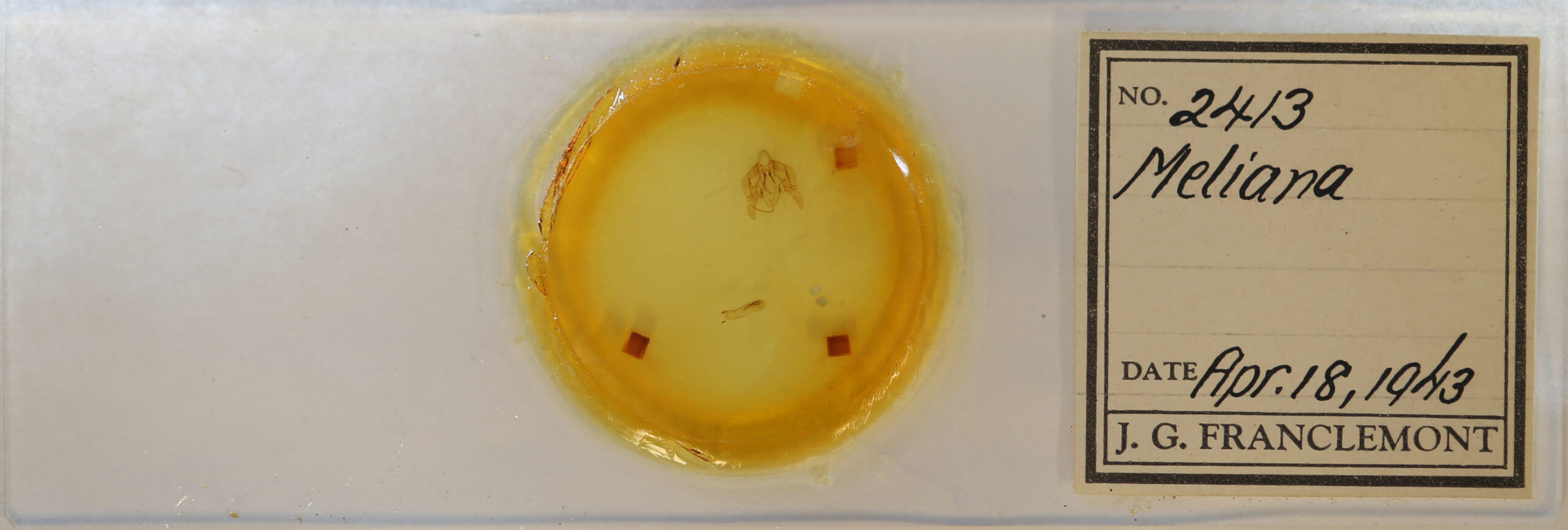 slide view of adult Leucania extincta