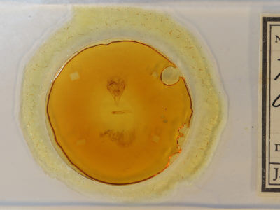 slide view of adult Paectes abrostoloides