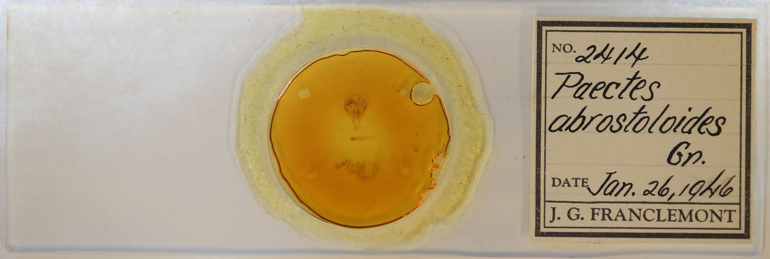 slide view of adult Paectes abrostoloides