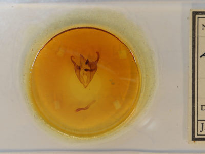 slide view of adult Zale confusa