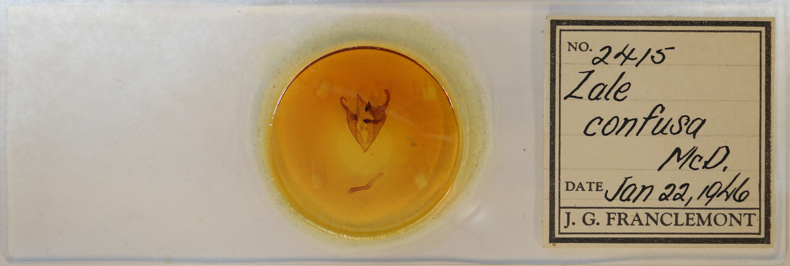 slide view of adult Zale confusa