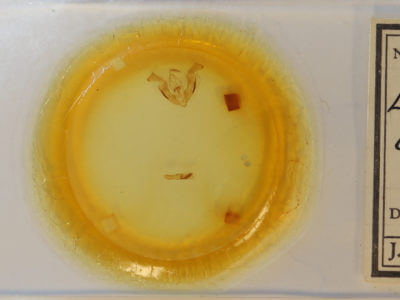 slide view of adult Lacinipolia erecta