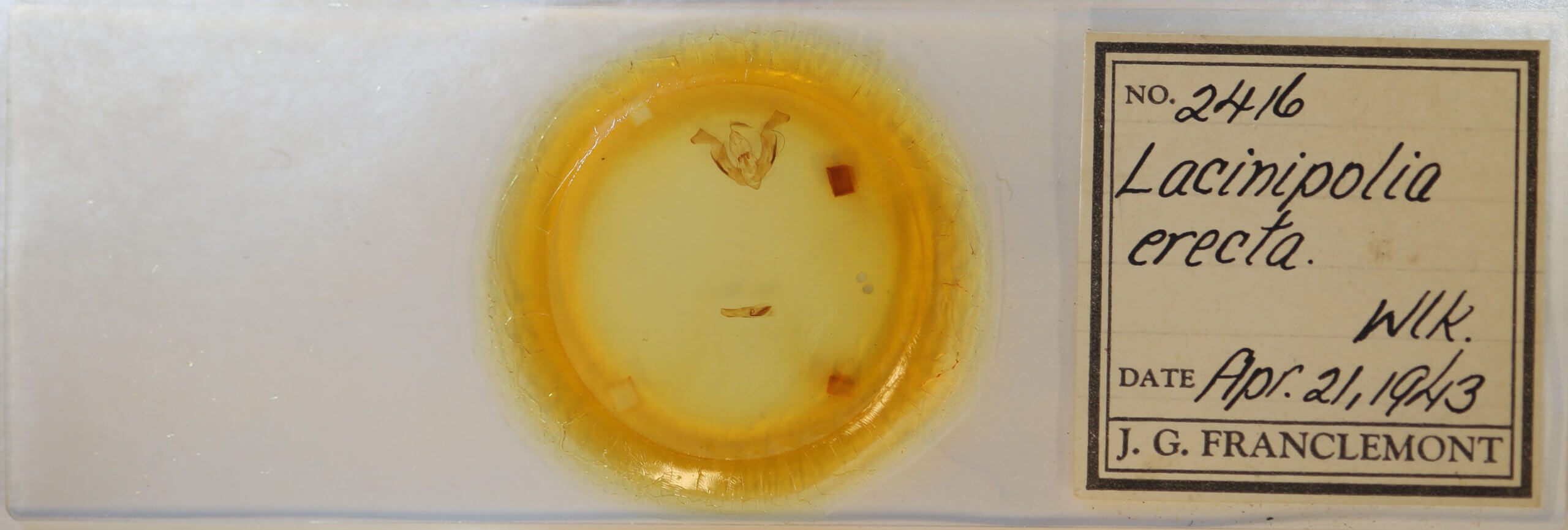 slide view of adult Lacinipolia erecta