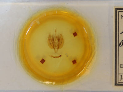 slide view of adult Leucania scirpicola