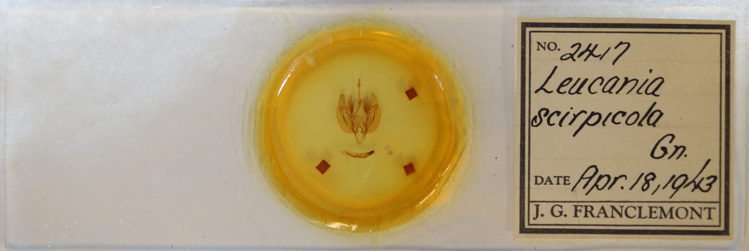 slide view of adult Leucania scirpicola