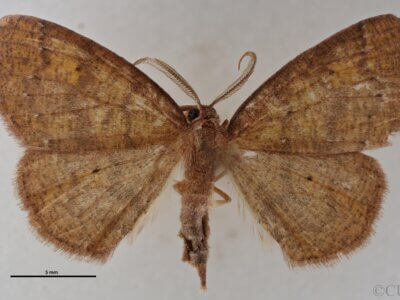 dorsal view of adult Ilexia intractata