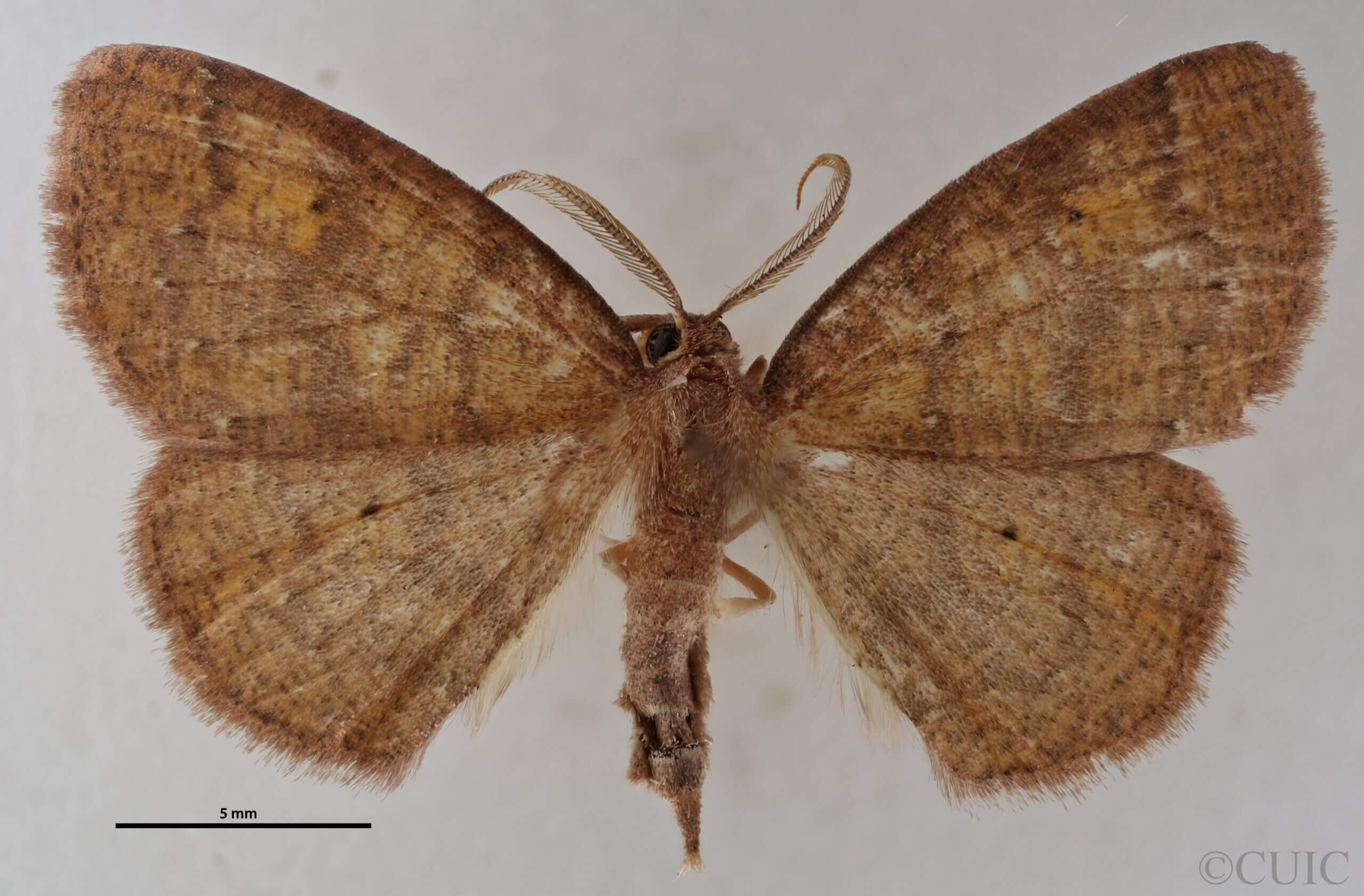 dorsal view of adult Ilexia intractata