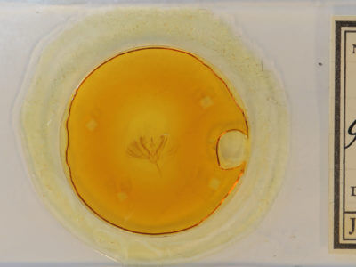 slide view of adult Ilexia intractata