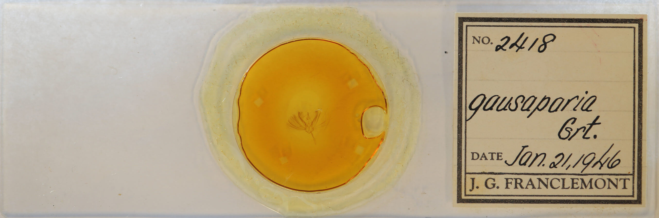 slide view of adult Ilexia intractata