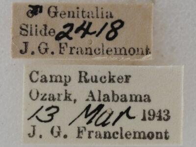 label view of adult Ilexia intractata