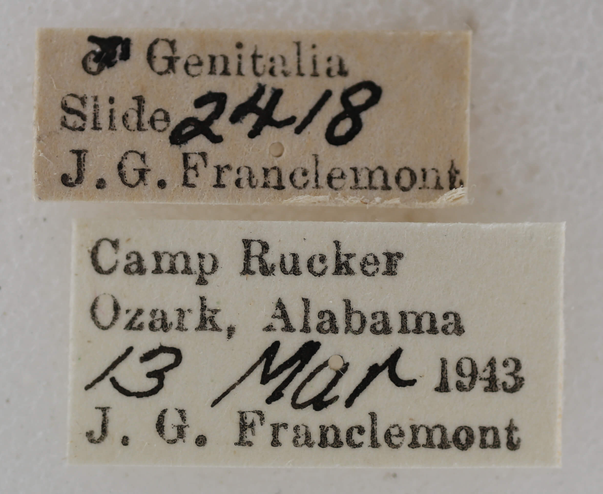 label view of adult Ilexia intractata