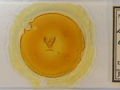 slide view of adult Lesmone detrahens