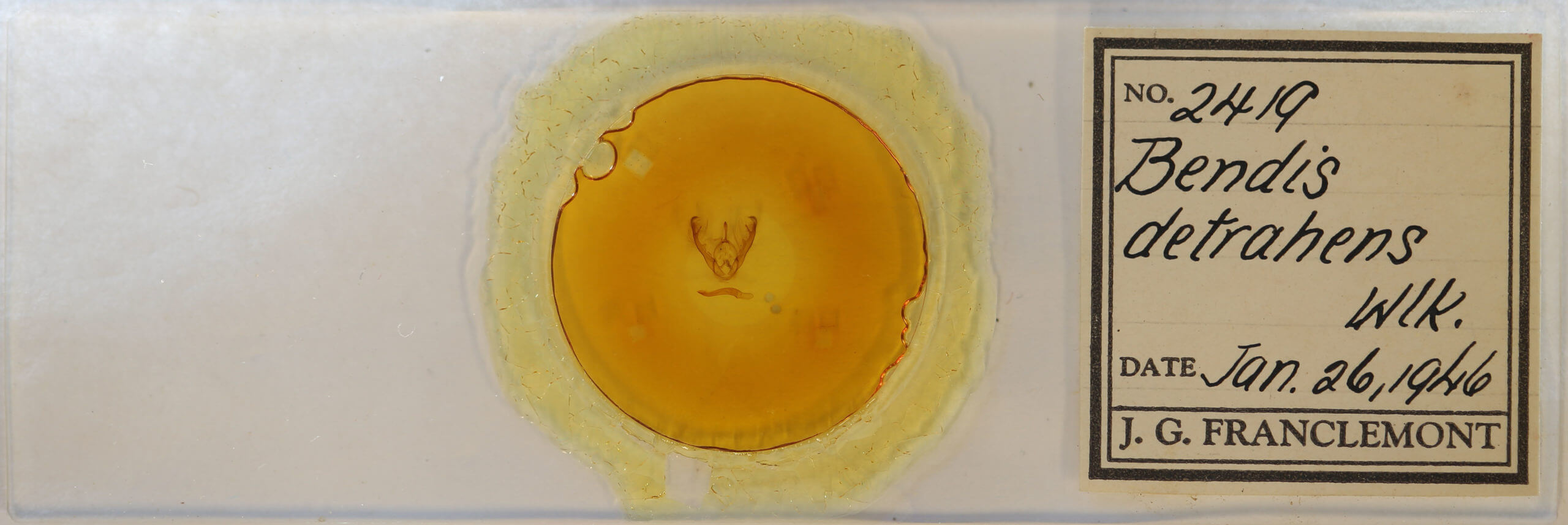 slide view of adult Lesmone detrahens