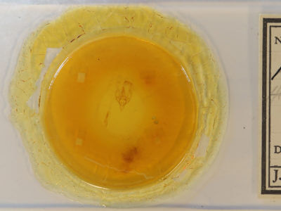 slide view of adult Hemeroplanis  scopulepes