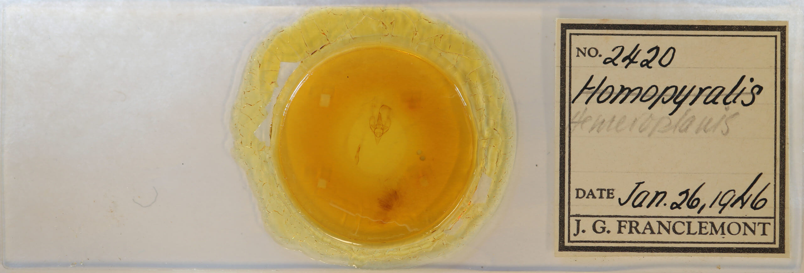 slide view of adult Hemeroplanis  scopulepes