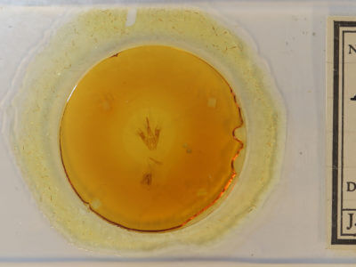 slide view of adult Isogona sp.