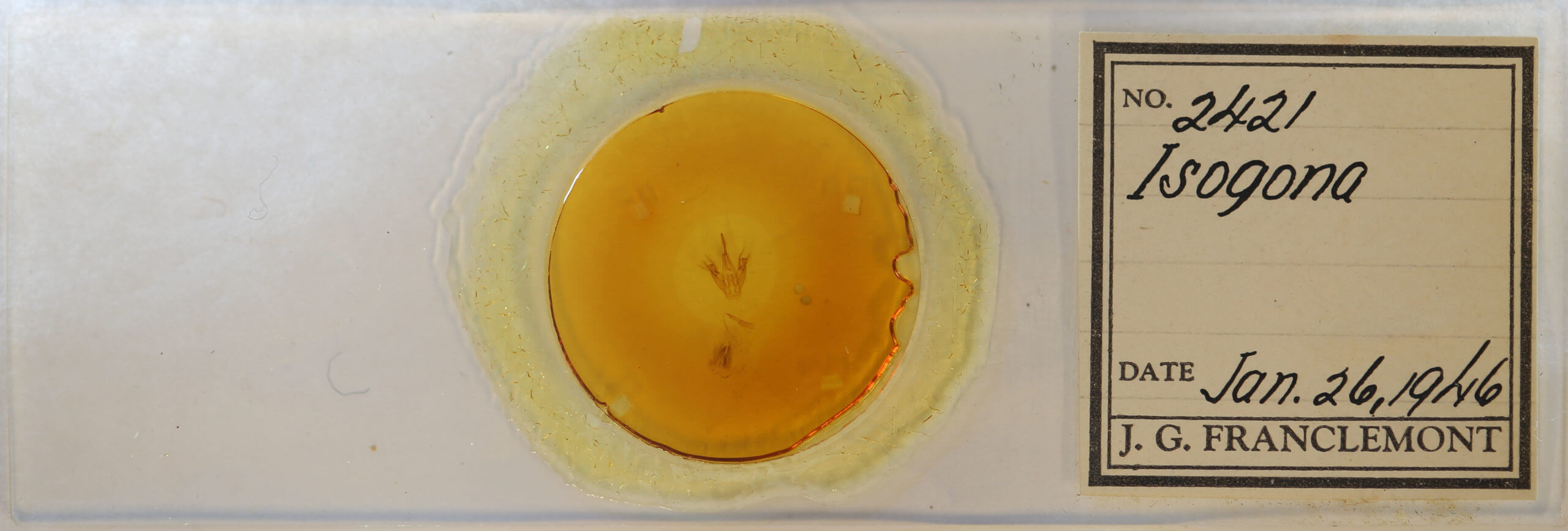 slide view of adult Isogona sp.