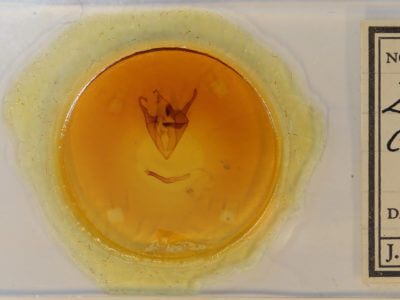 slide view of adult Zale confusa